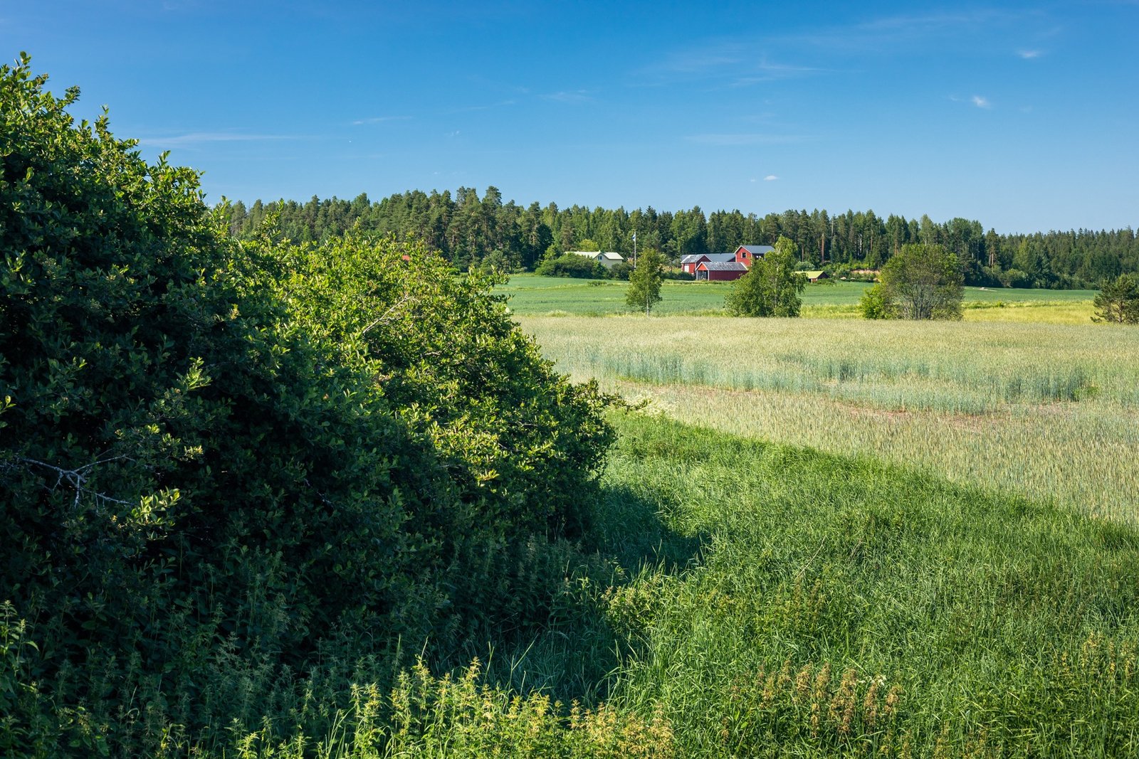 Nordic landscape